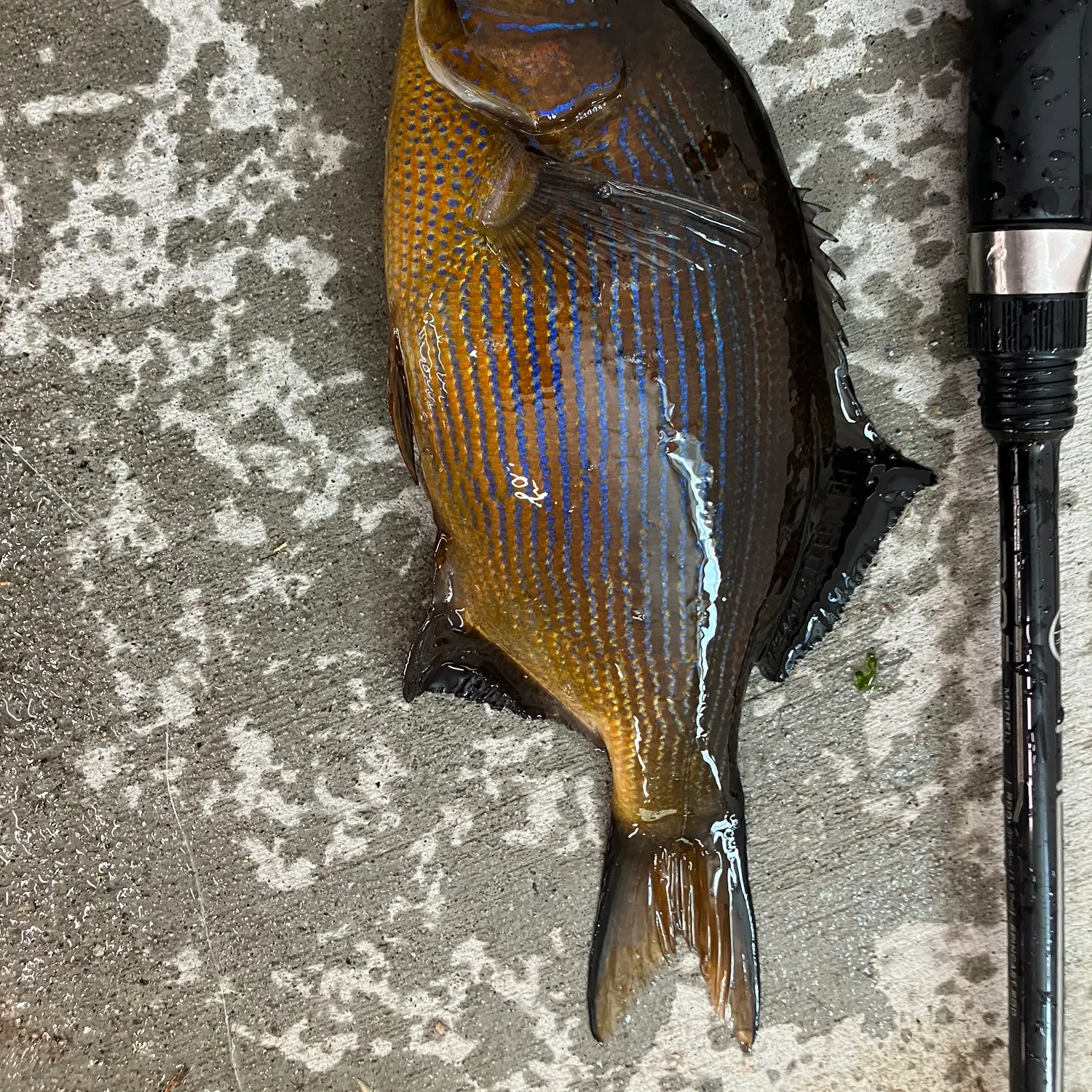 The most recent Striped seaperch catches on Fishbrain