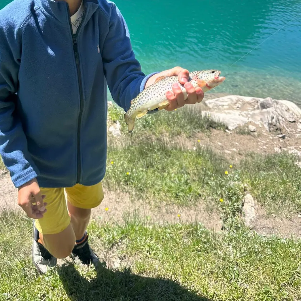Lake trout caught on Fishbrain