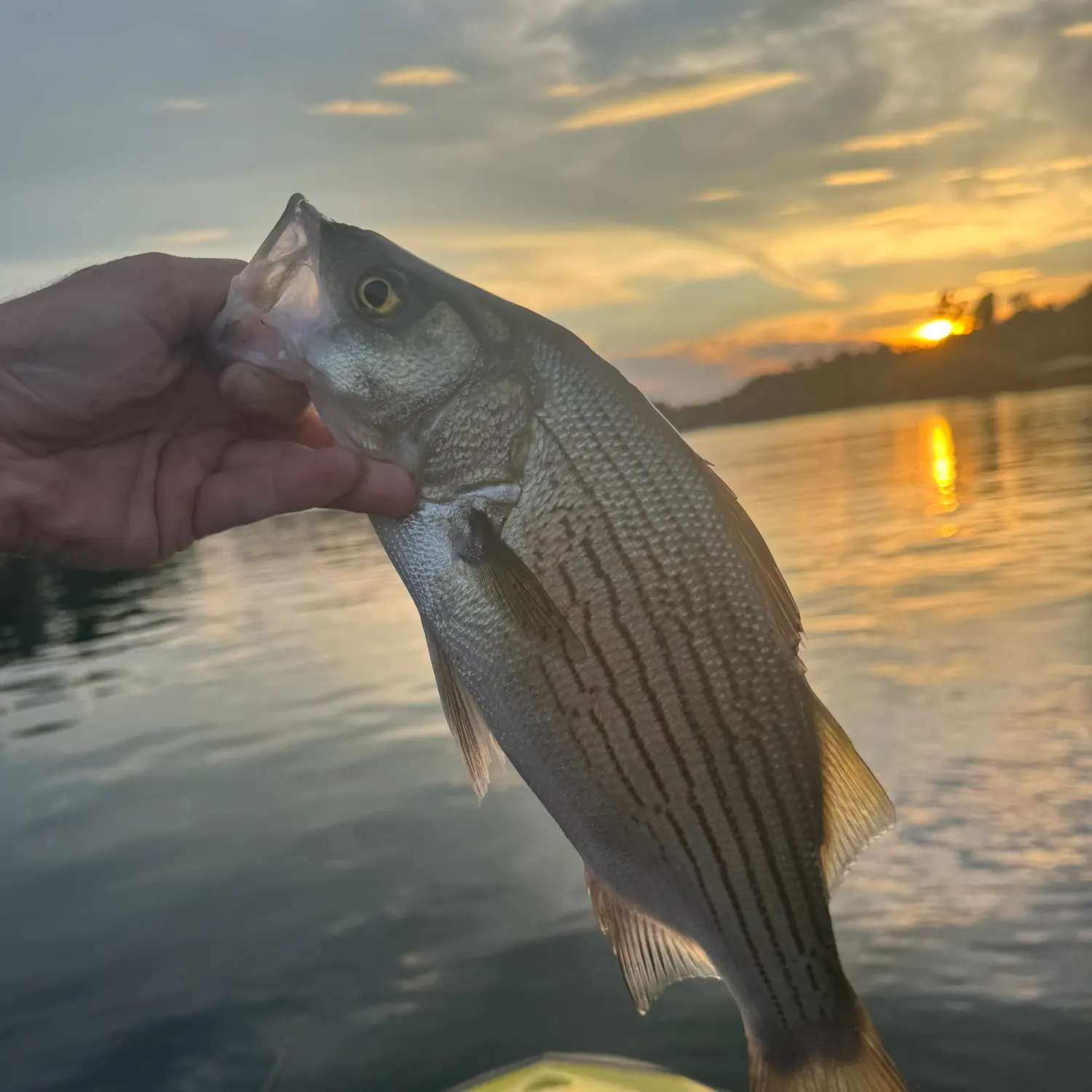 Wiper caught on Fishbrain
