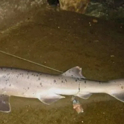 The most recent Broadnose sevengill shark catches on Fishbrain