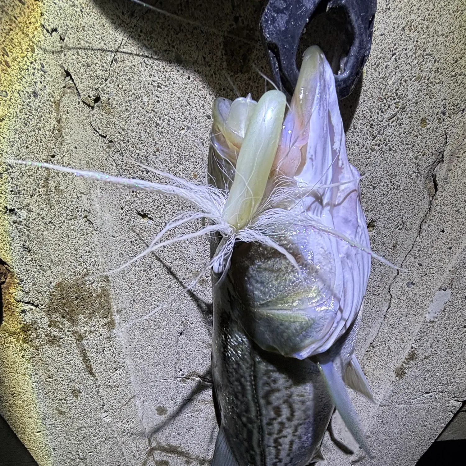 Striped bass caught on Fishbrain