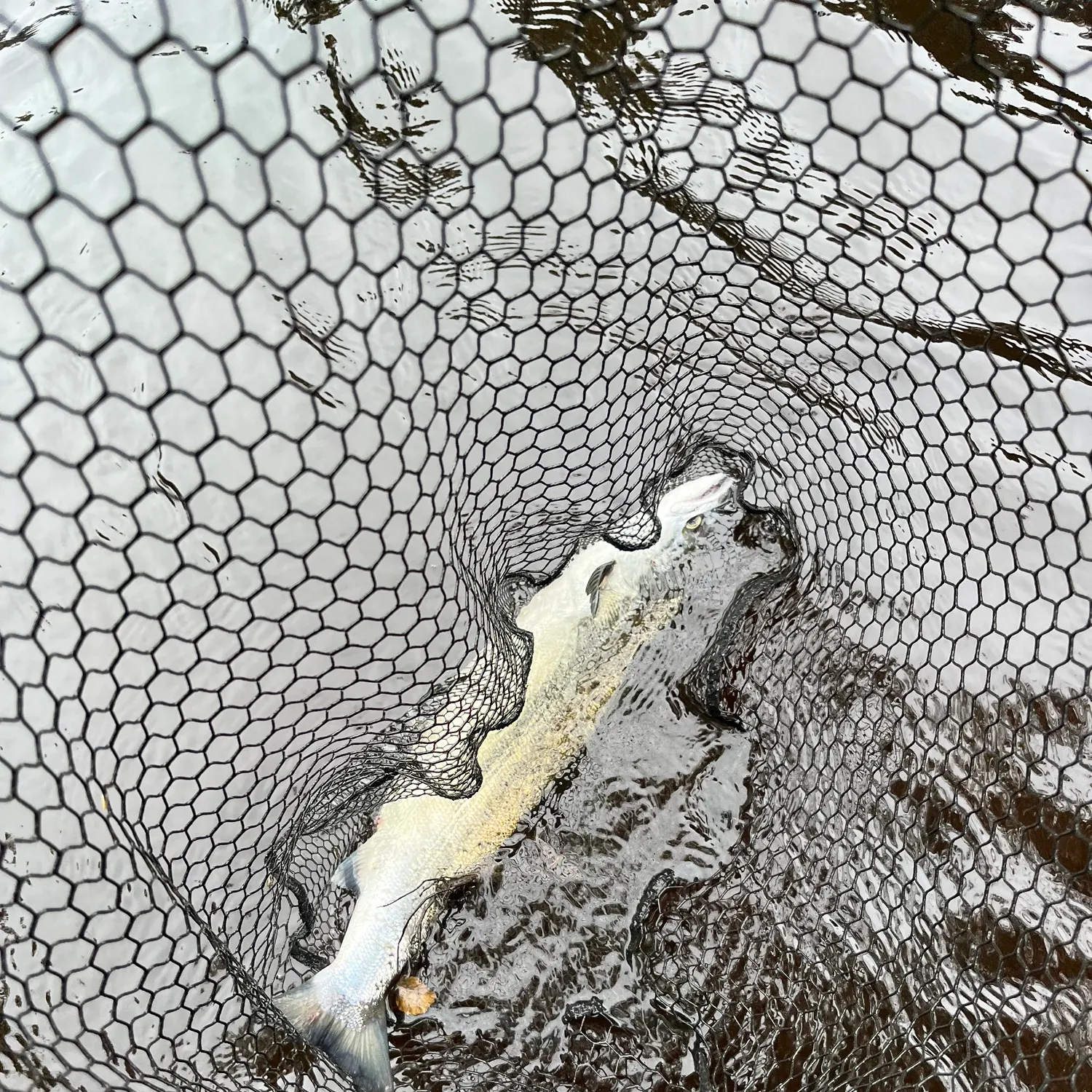 The most recent Atlantic salmon catches on Fishbrain
