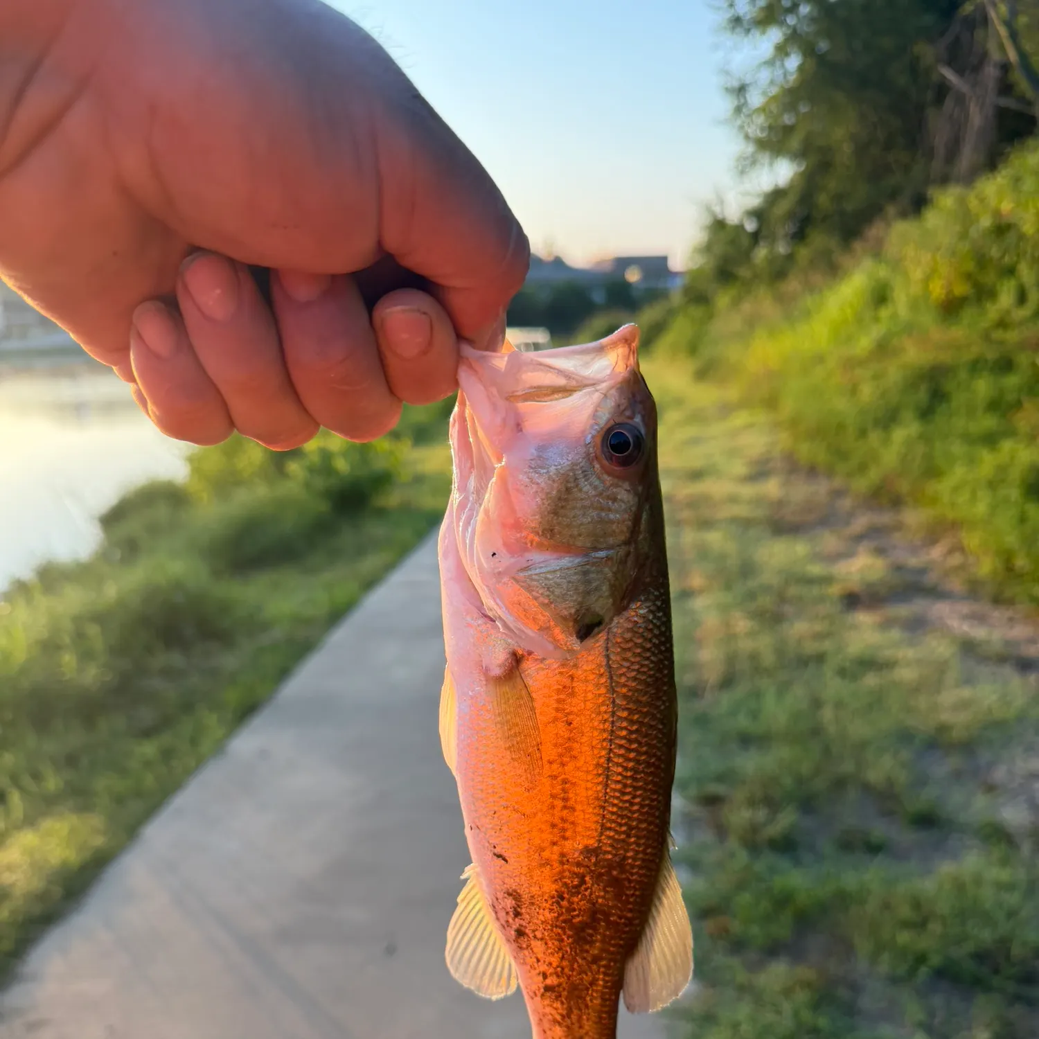 catch