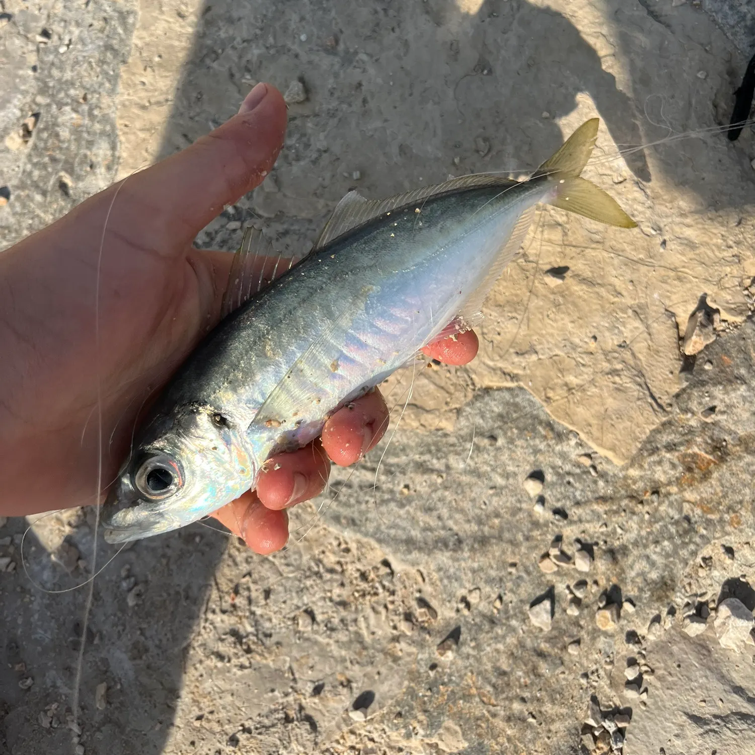 The most recent Atlantic horse mackerel catches on Fishbrain