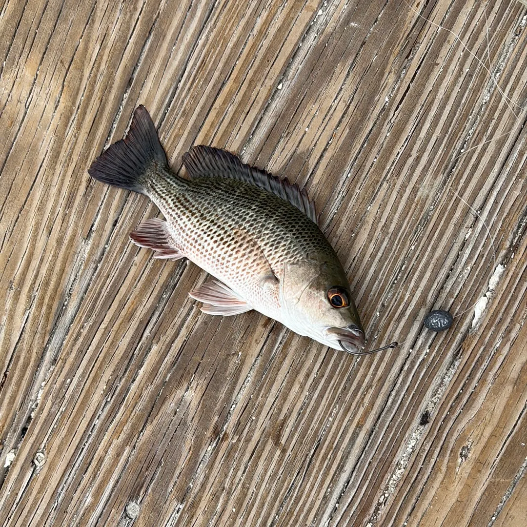 Mangrove snapper caught on Fishbrain