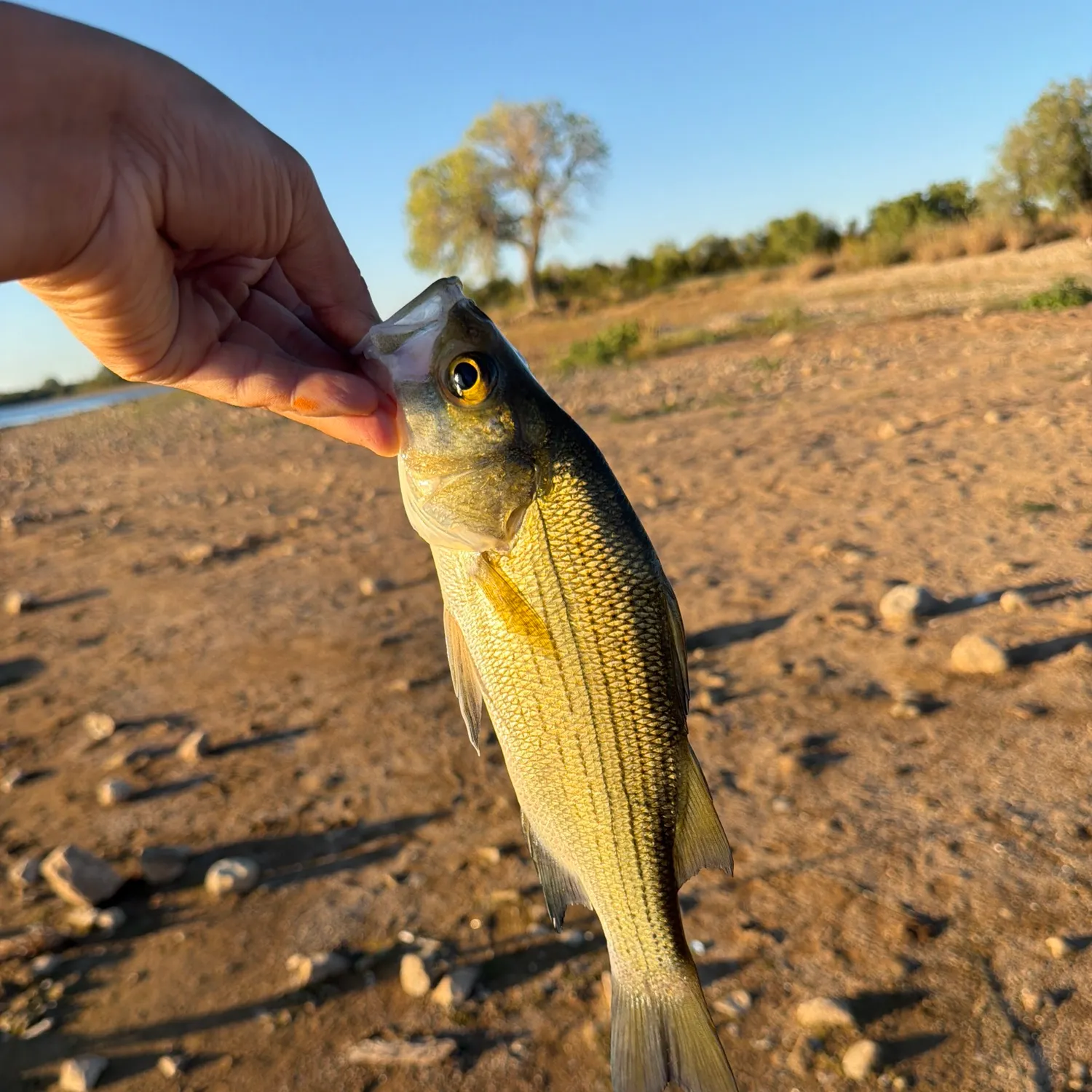 White bass caught on Fishbrain