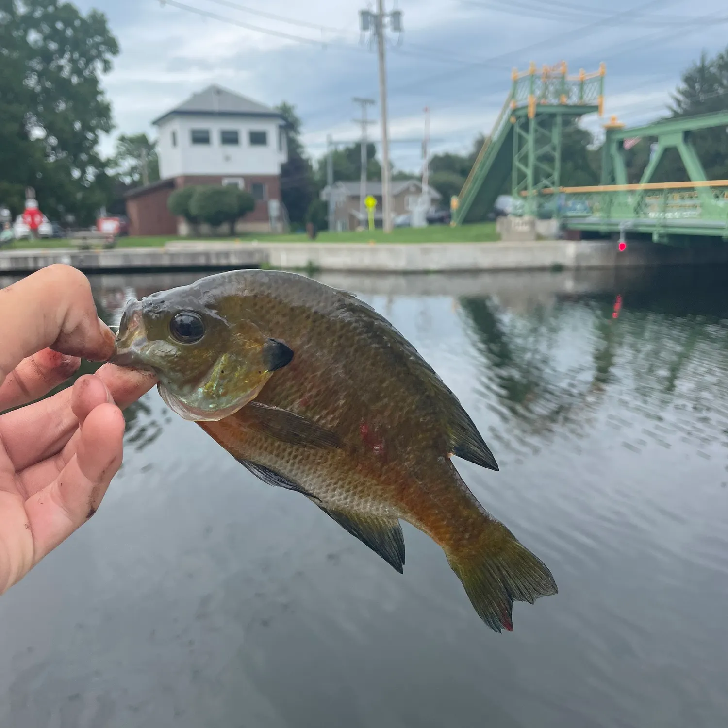 catch