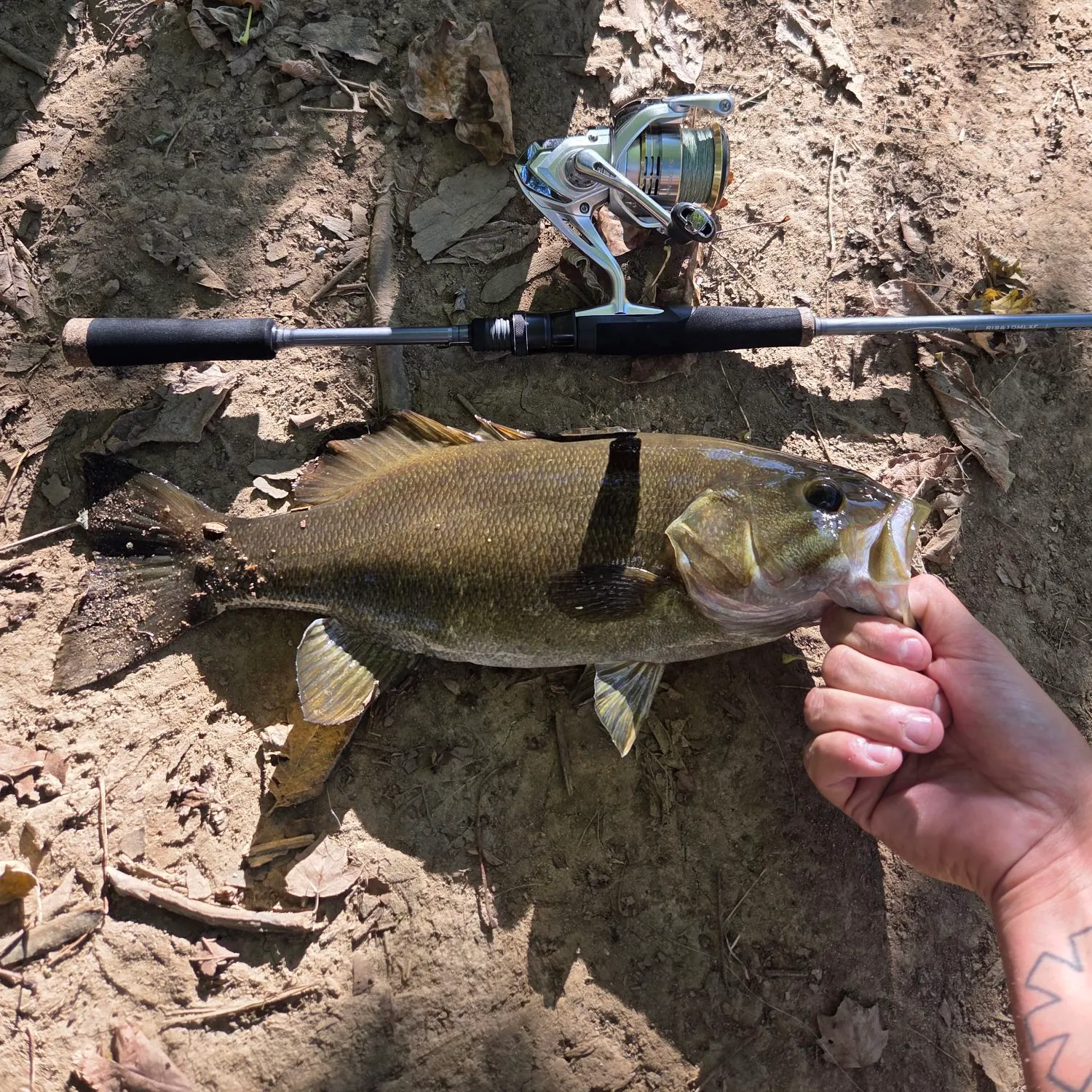 Smallmouth bass caught on Fishbrain