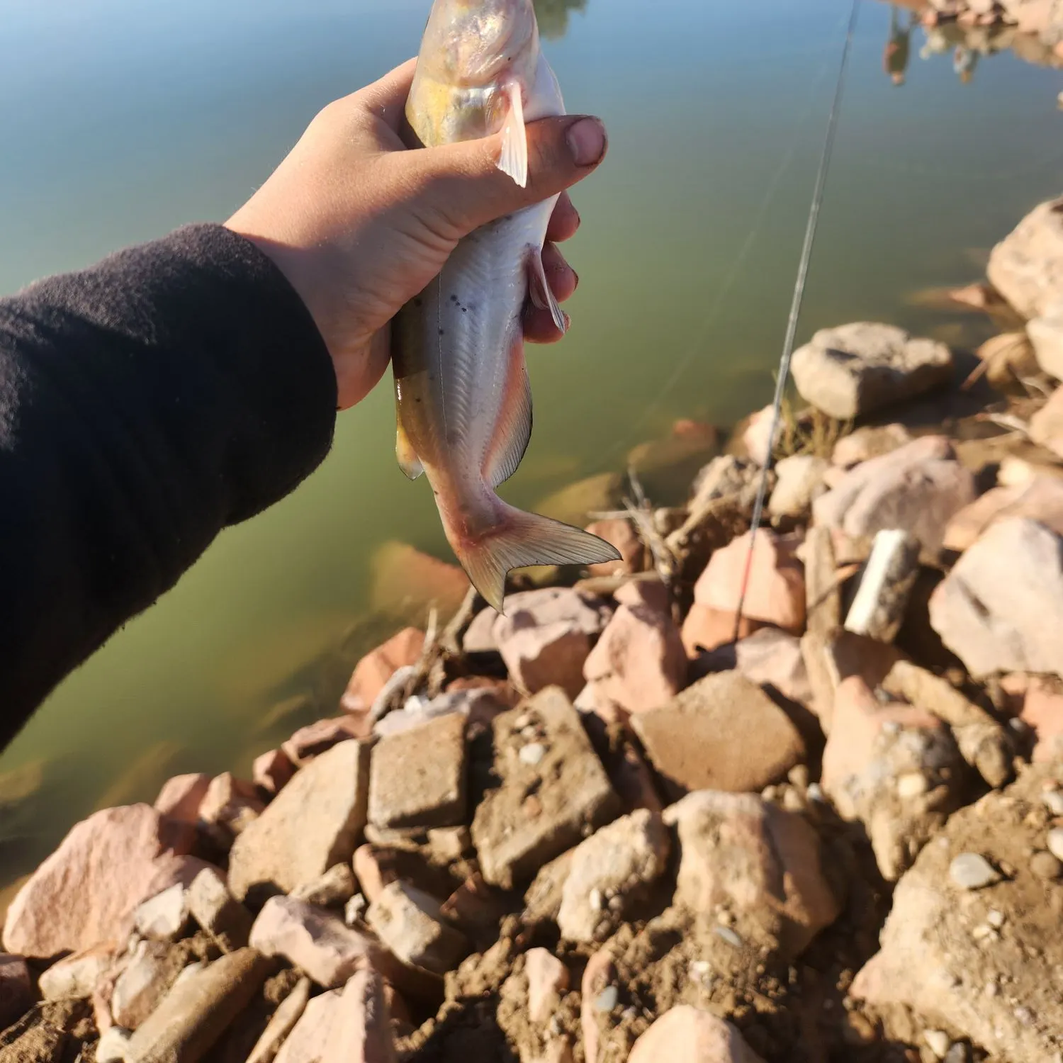 Channel catfish caught on Fishbrain