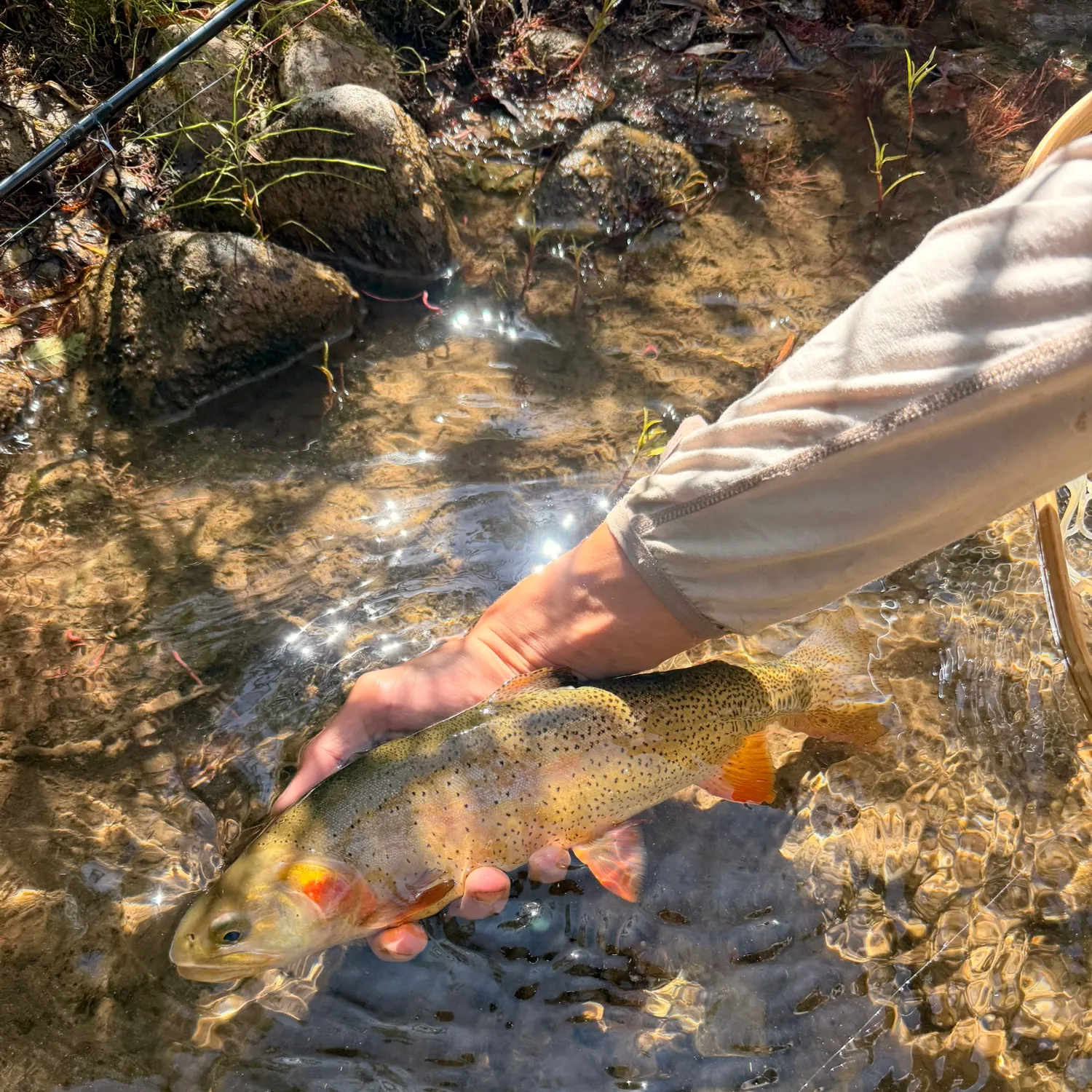 Snake River fine-spotted cutthroat trout caught on Fishbrain