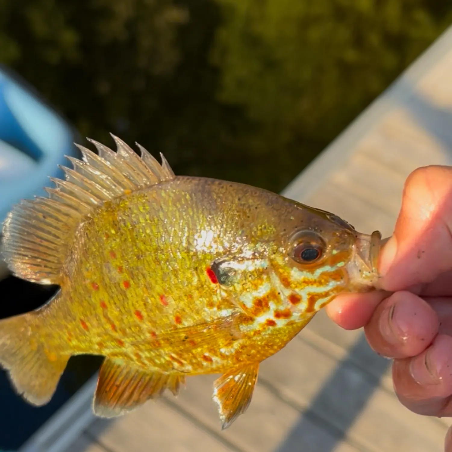 recently logged catches