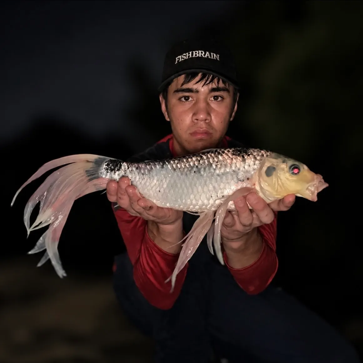 The most recent Koi carp catches on Fishbrain