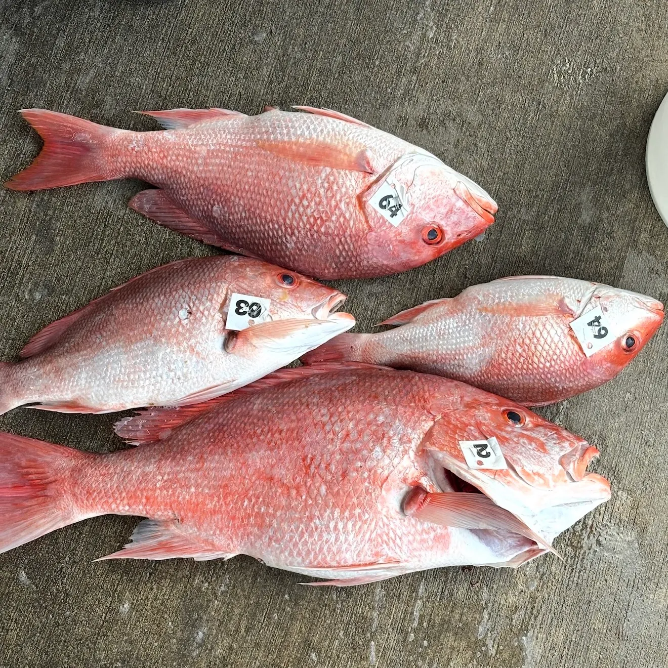 recently logged catches
