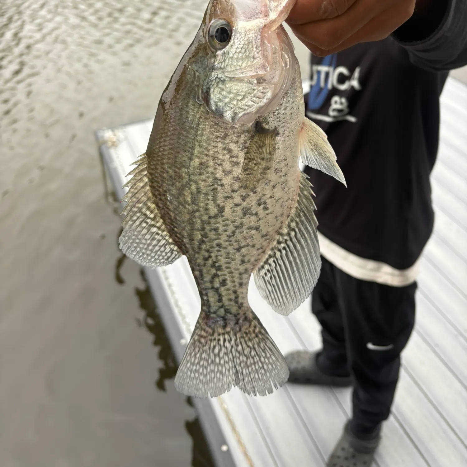 Black crappie caught on Fishbrain