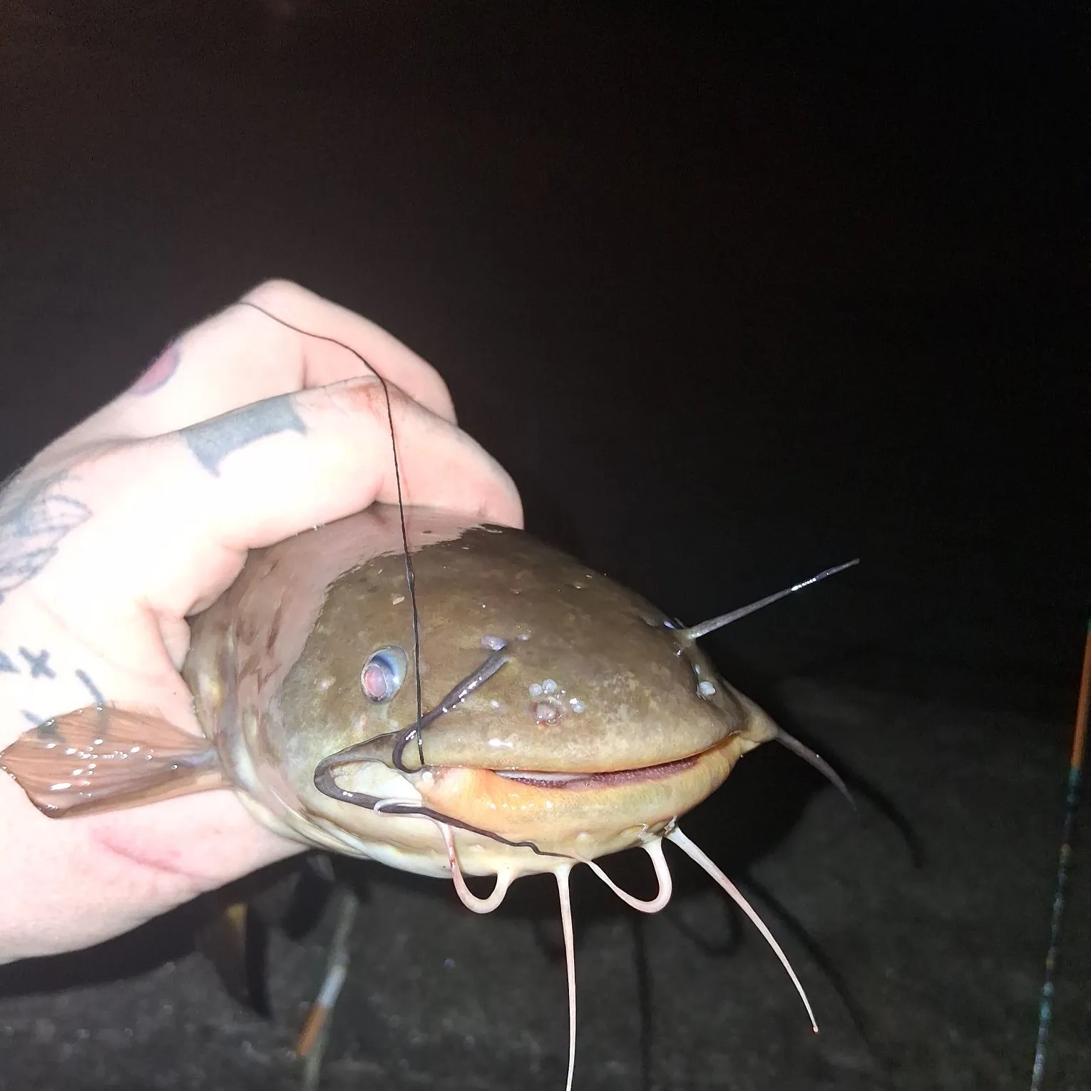Brown bullhead caught on Fishbrain