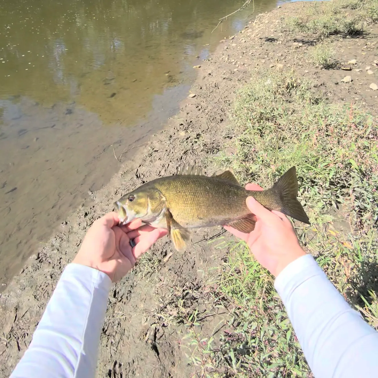 Smallmouth bass caught on Fishbrain