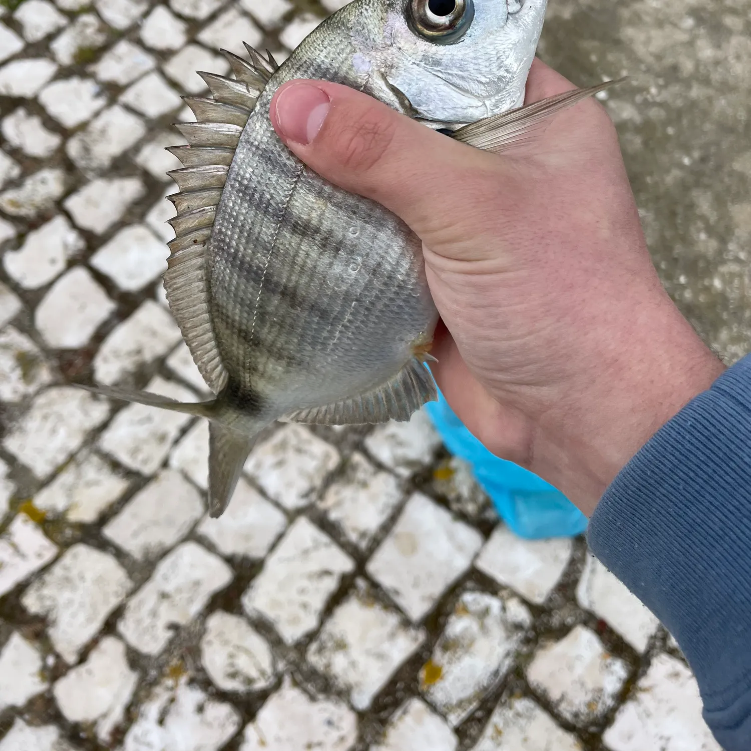 The most recent White seabream catches on Fishbrain