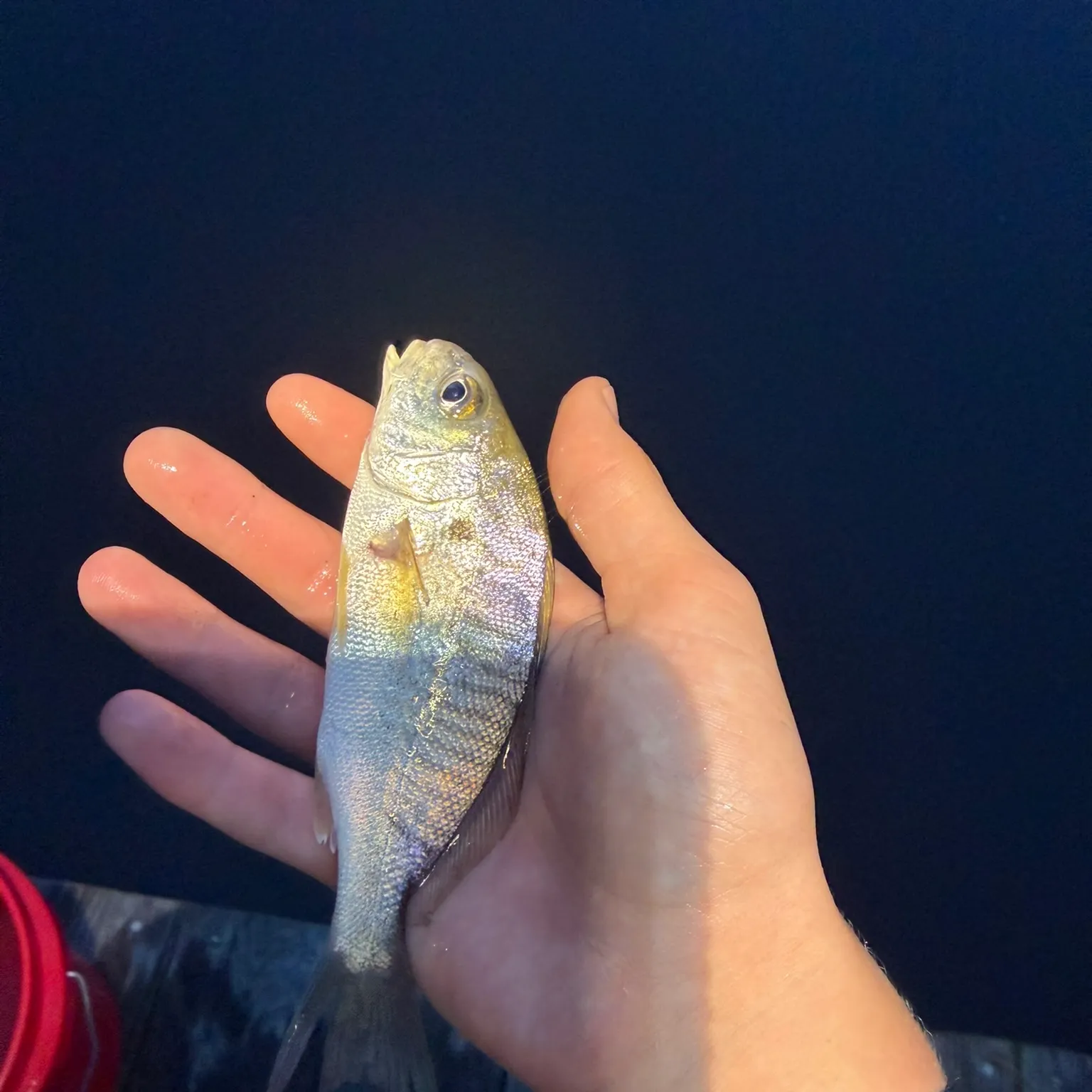 The most recent Spot croaker catches on Fishbrain