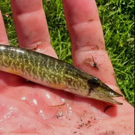 The most recent Grass pickerel catches on Fishbrain