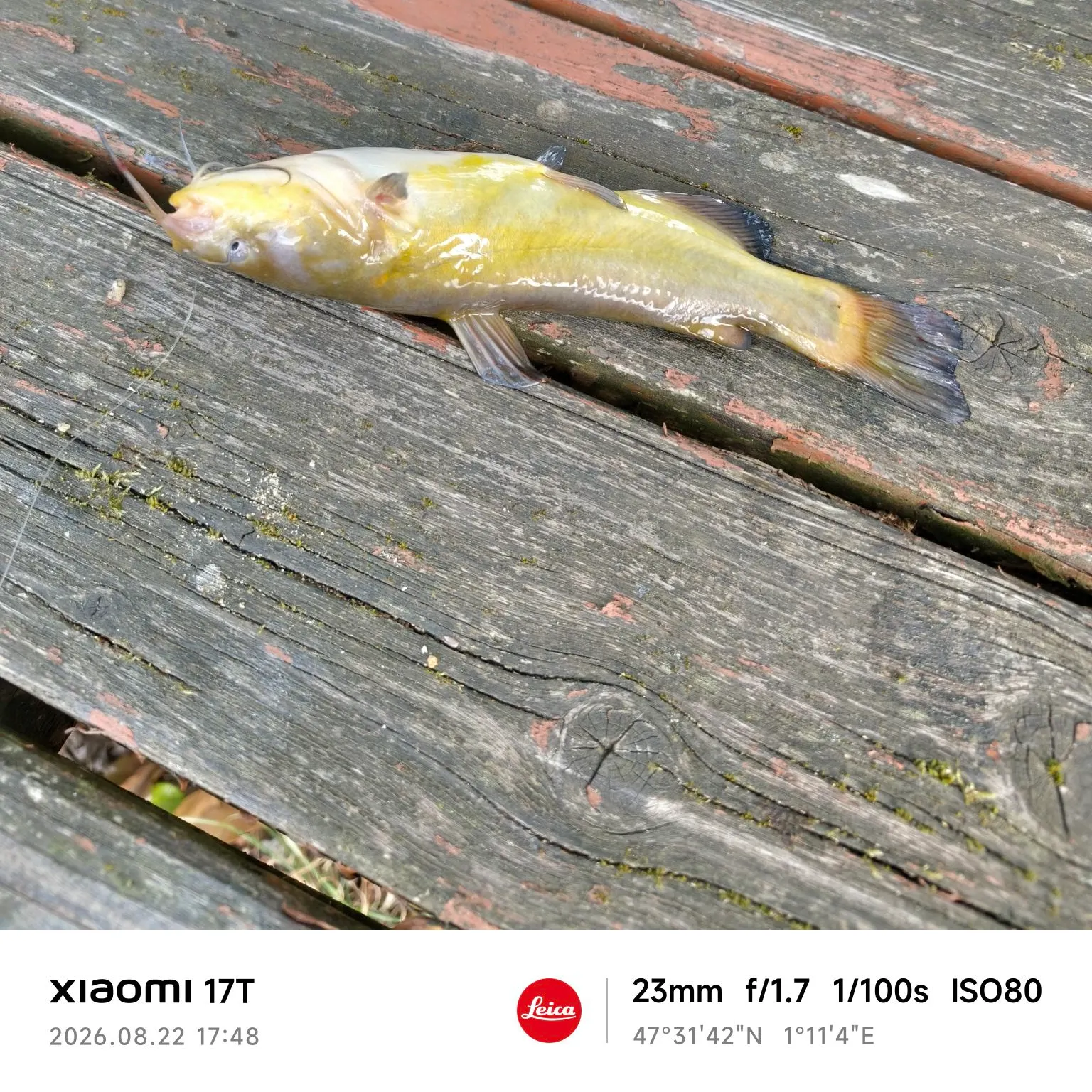 Black bullhead caught on Fishbrain