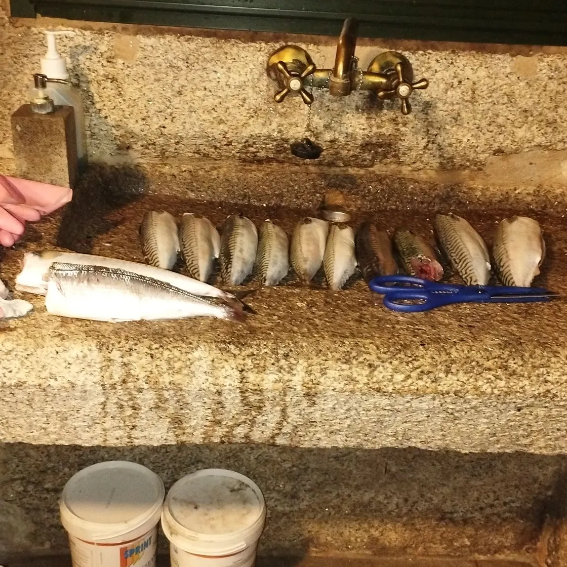 The most recent Island mackerel catches on Fishbrain