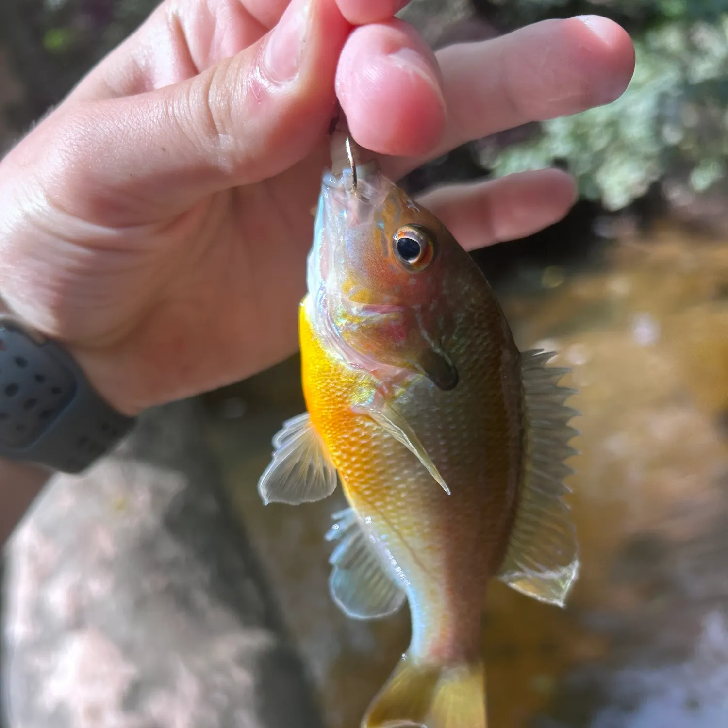 Redbreast sunfish caught on Fishbrain