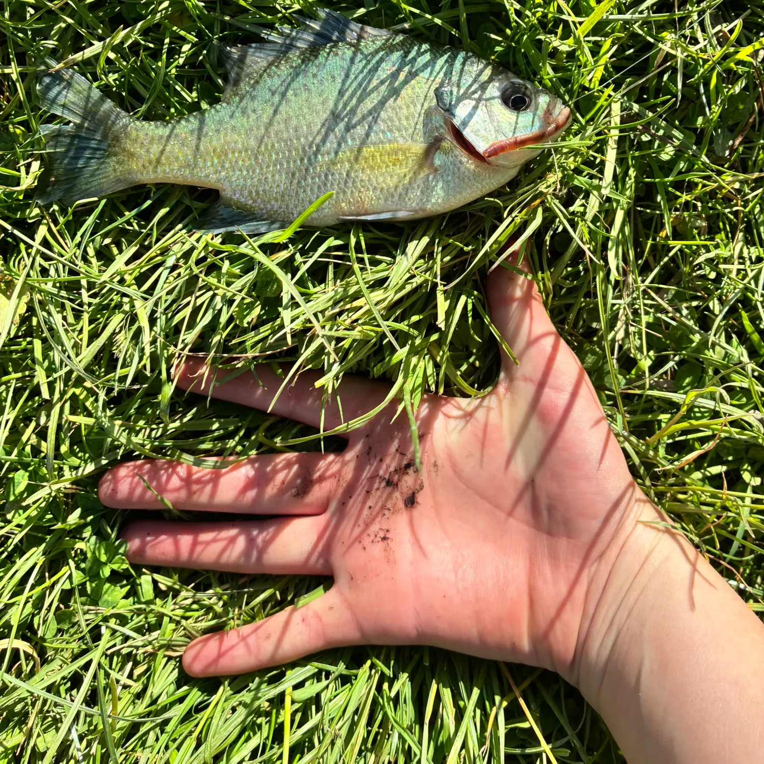 The most recent Flier catches on Fishbrain
