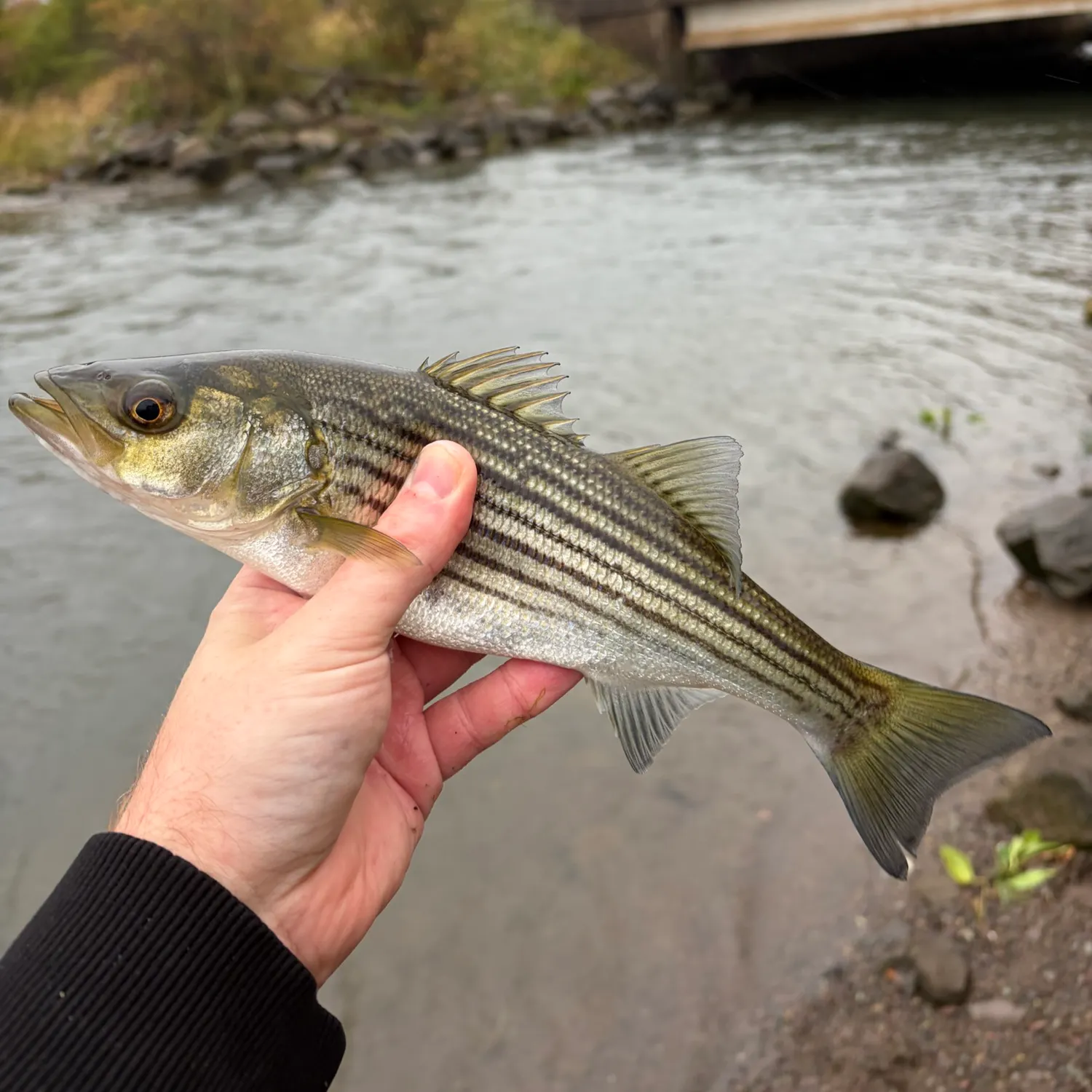 Striped bass caught on Fishbrain