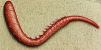 Natural baits Worm