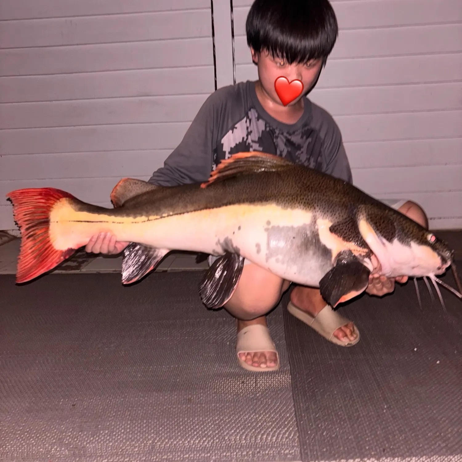Redtail catfish caught on Fishbrain