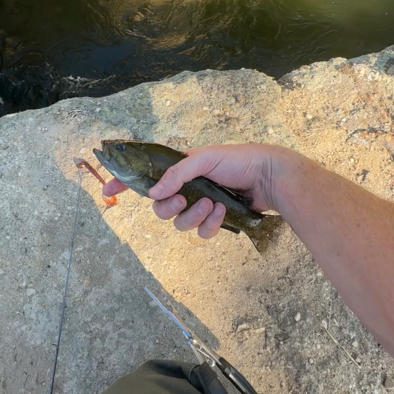 Smallmouth bass caught on Fishbrain