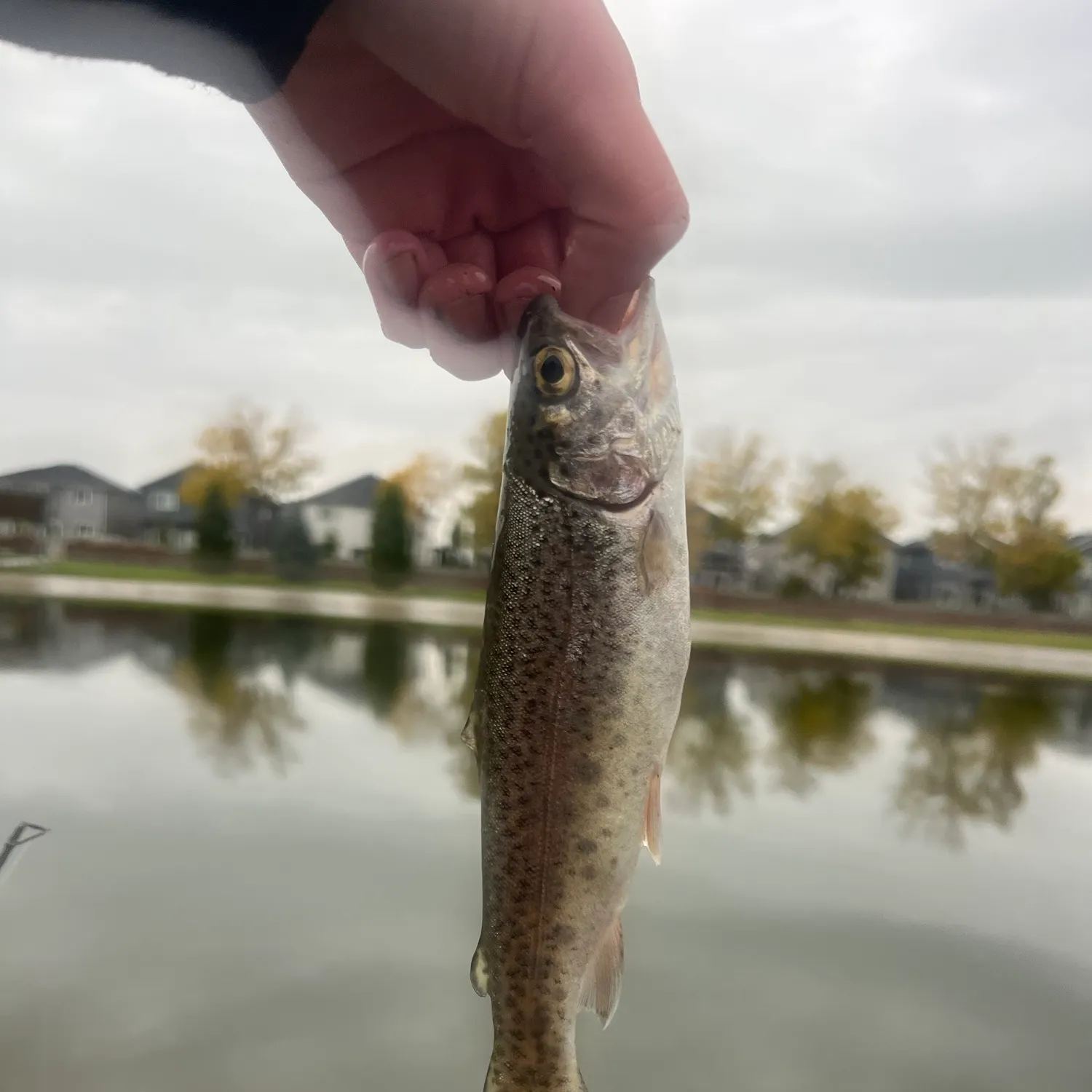 Rainbow trout caught on Fishbrain