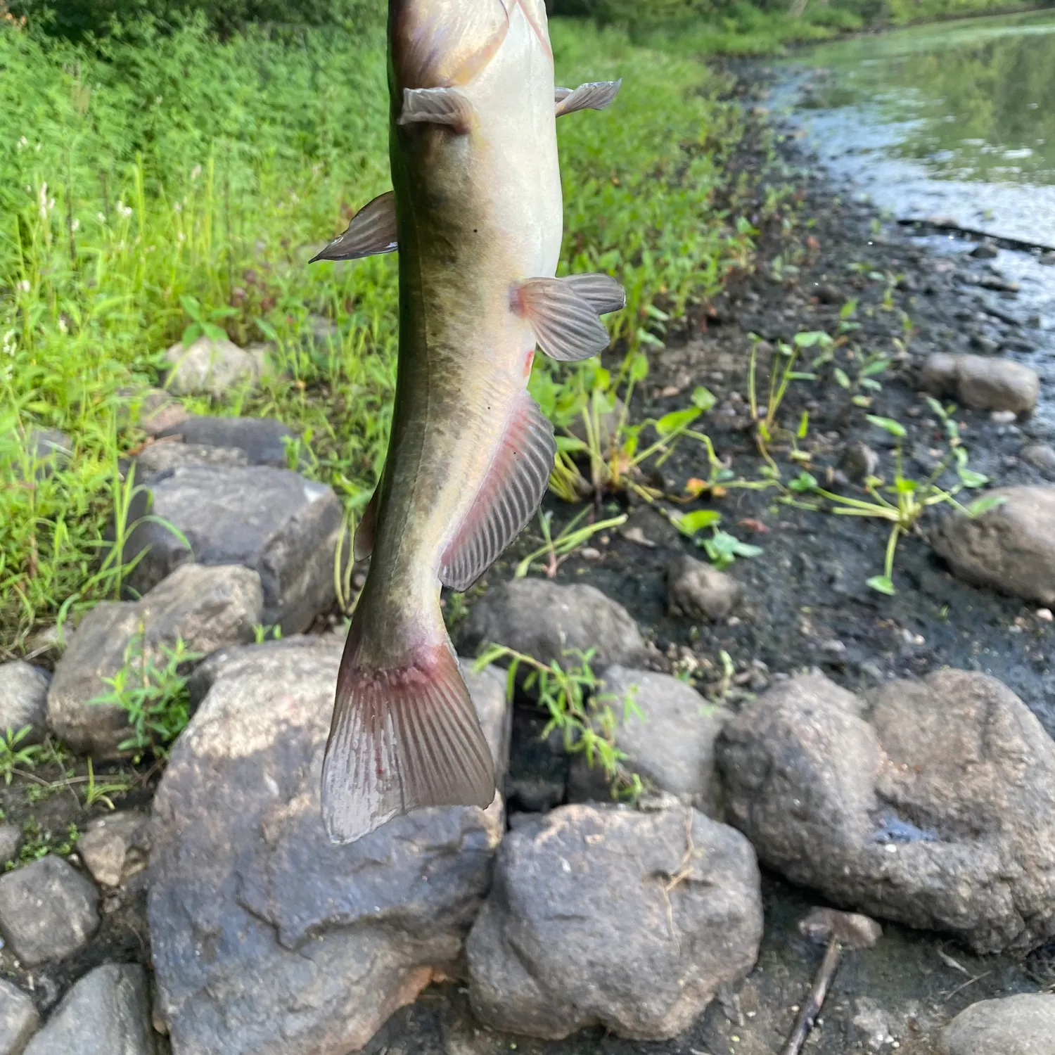 Brown bullhead caught on Fishbrain