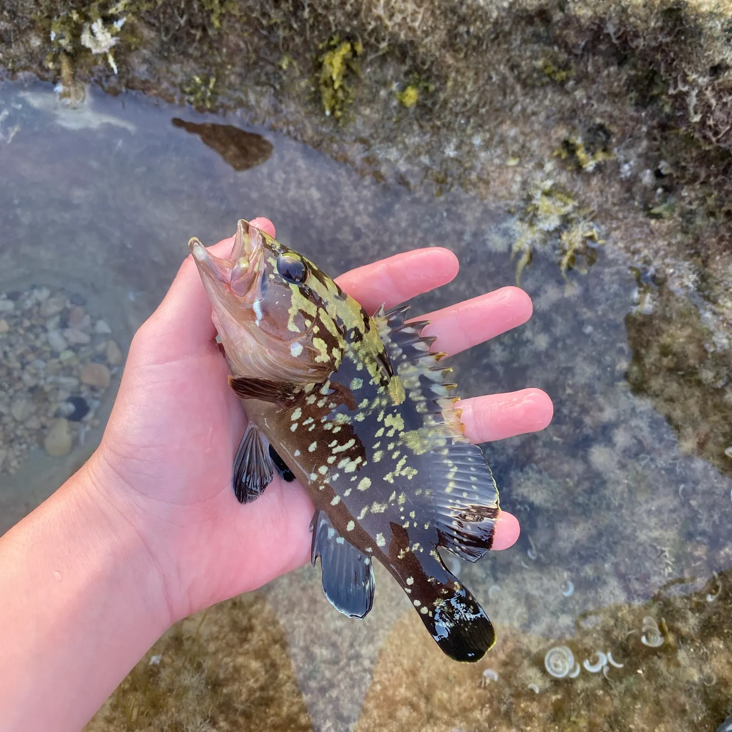 Duskytail grouper caught on Fishbrain