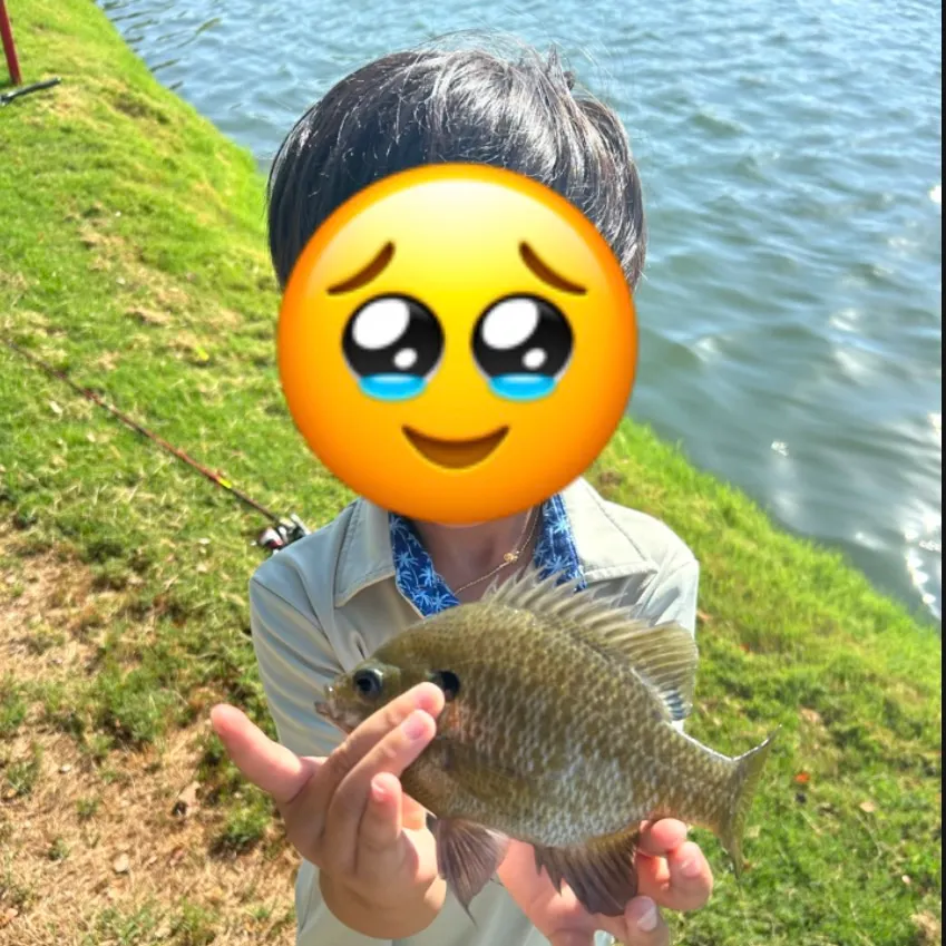 Bluegill caught on Fishbrain