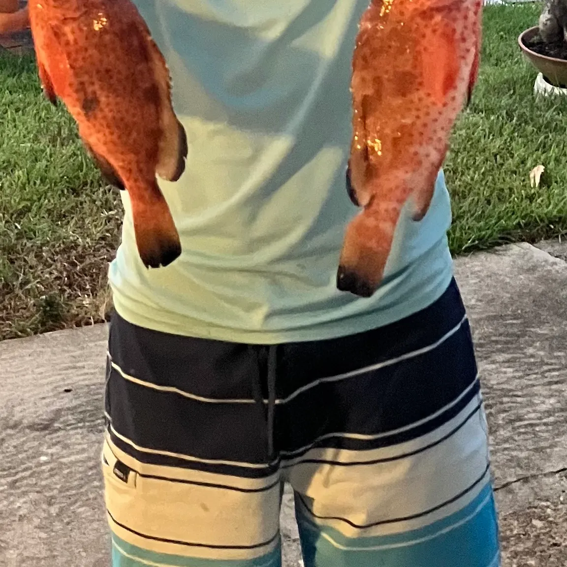 The most recent Strawberry hind catches on Fishbrain