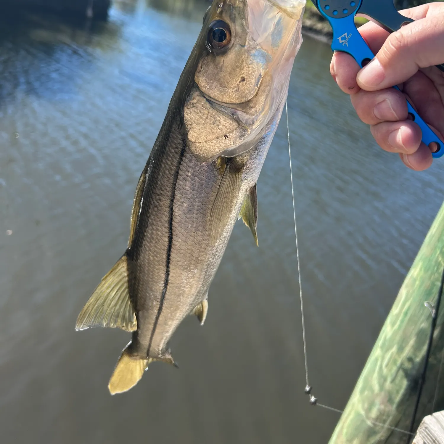 The most recent Common snook catches on Fishbrain