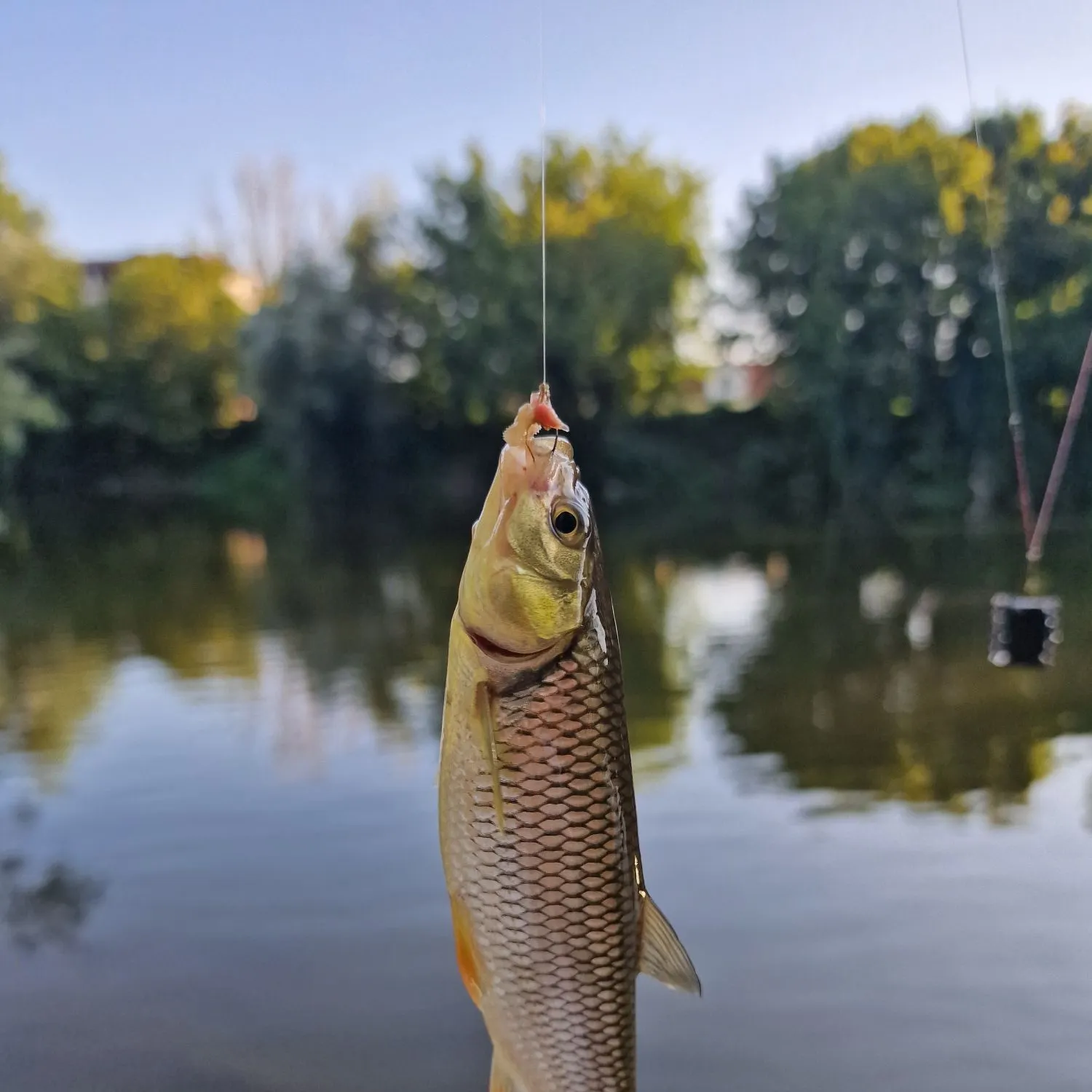 Common roach caught on Fishbrain