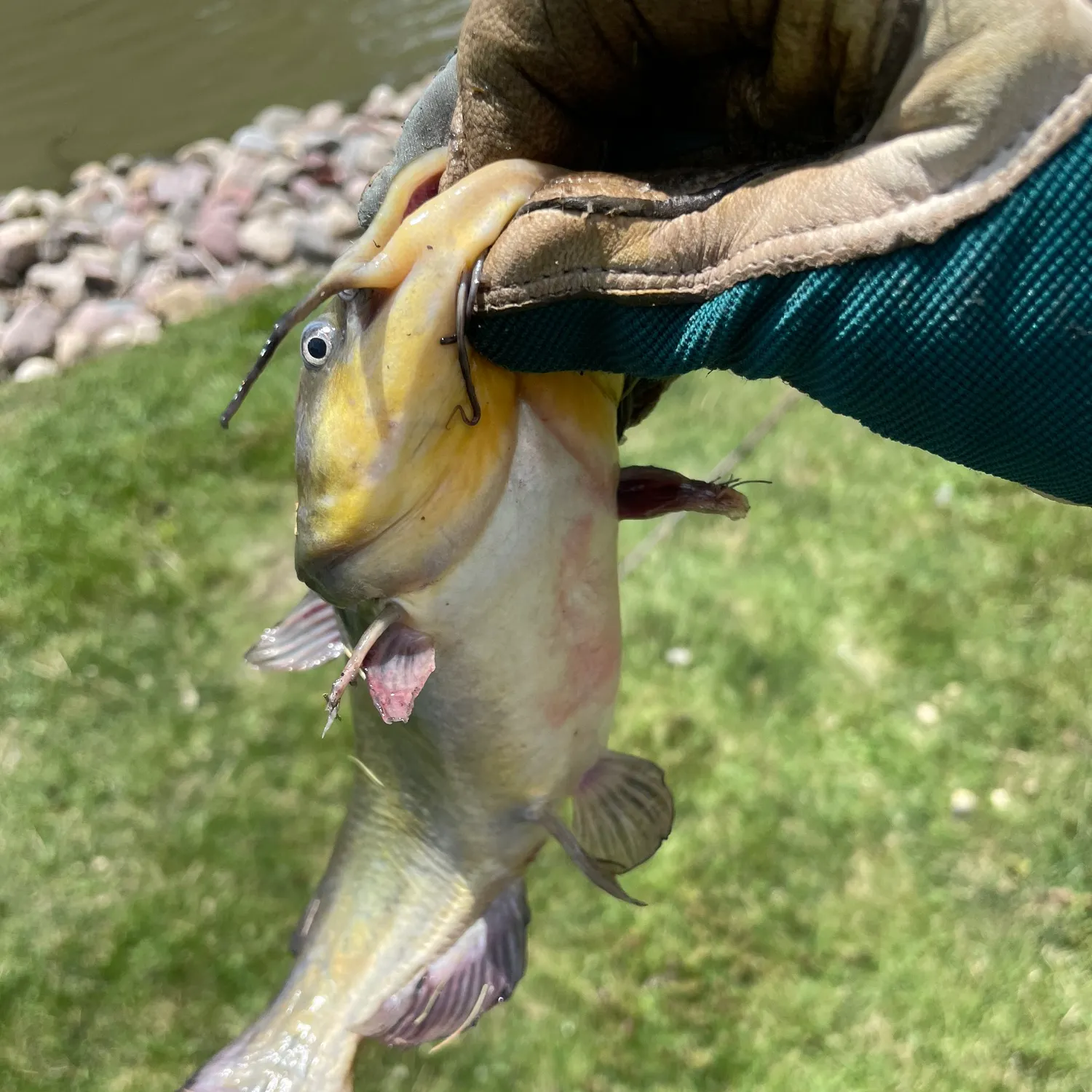 Yellow bullhead caught on Fishbrain