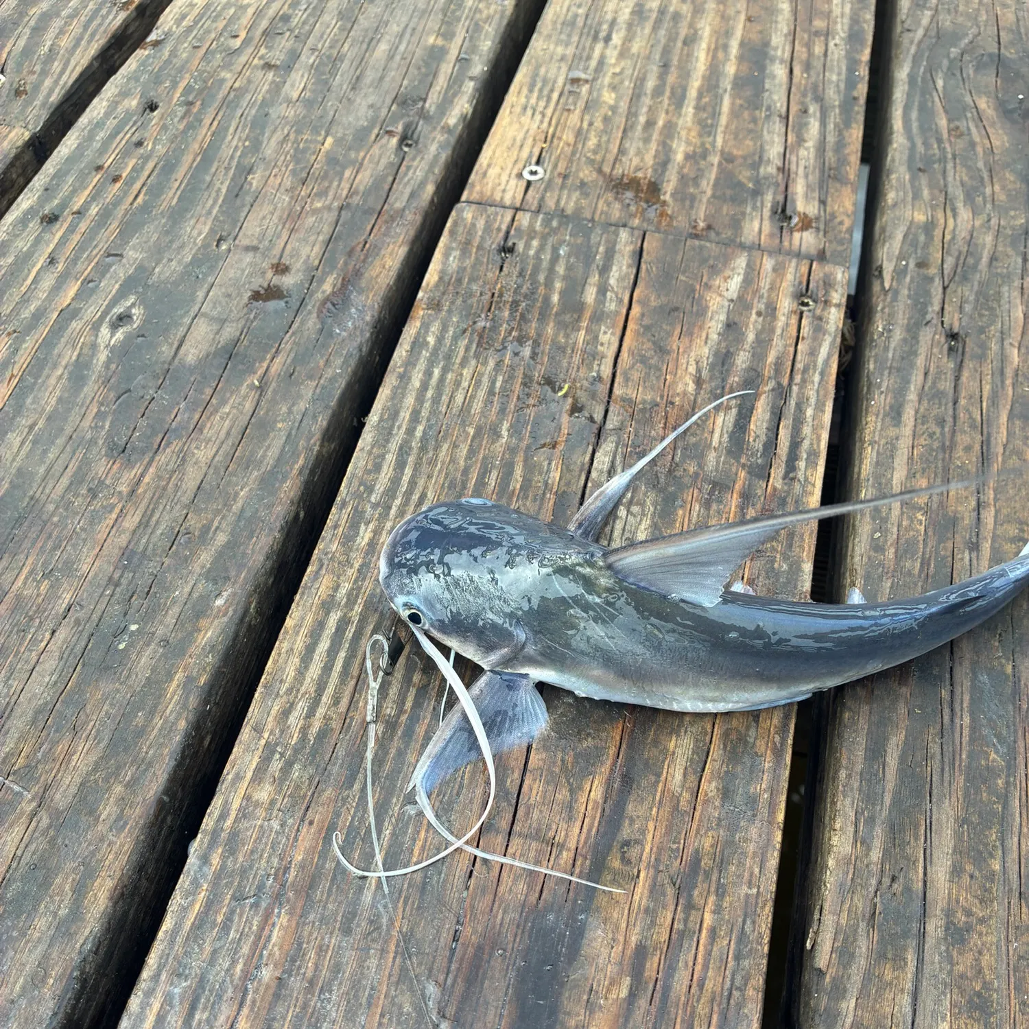 Gafftopsail sea catfish caught on Fishbrain