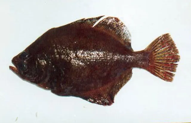 Bigeye flounder