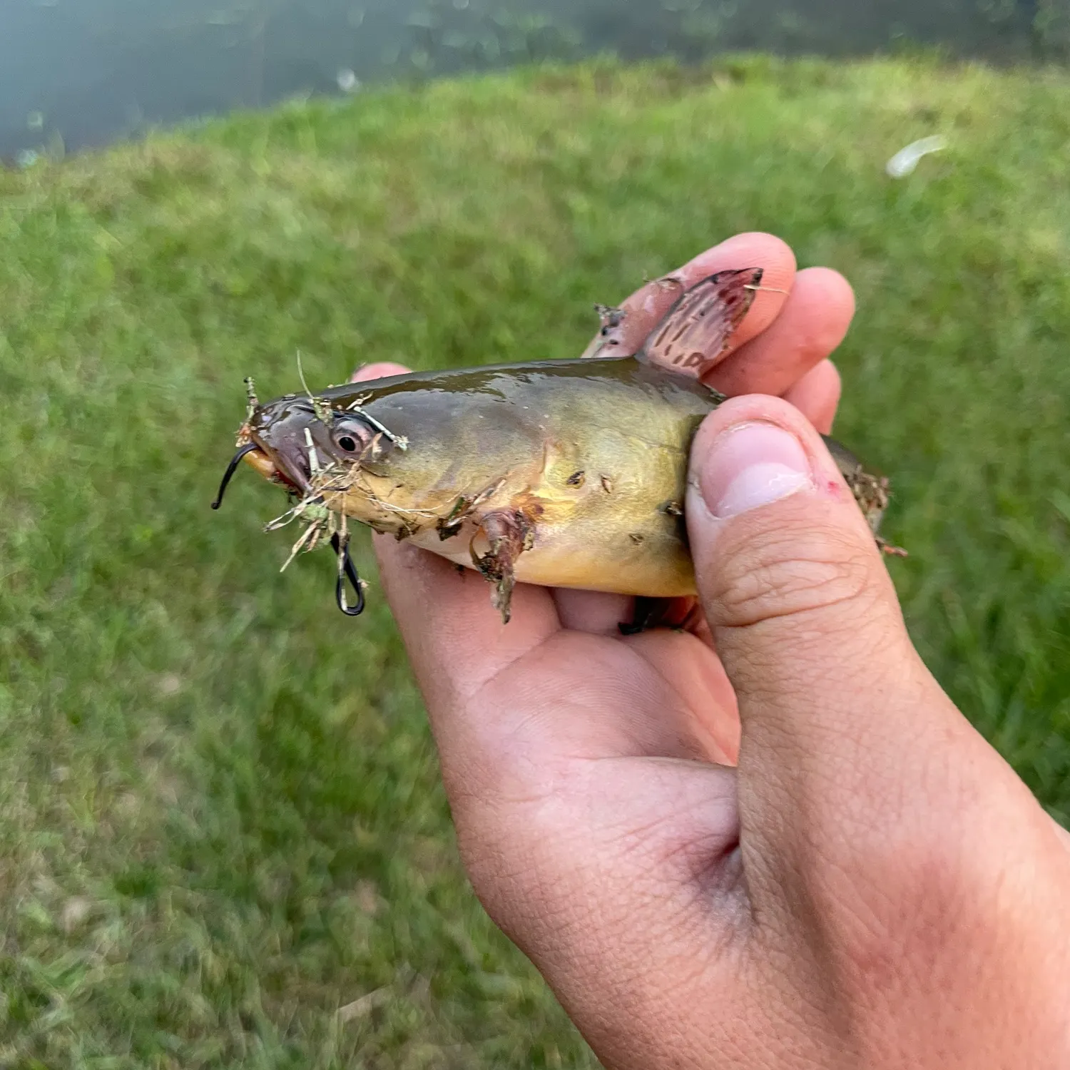 Black bullhead caught on Fishbrain