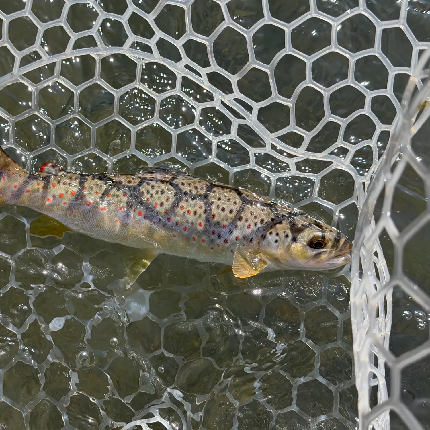 Brown trout caught on Fishbrain