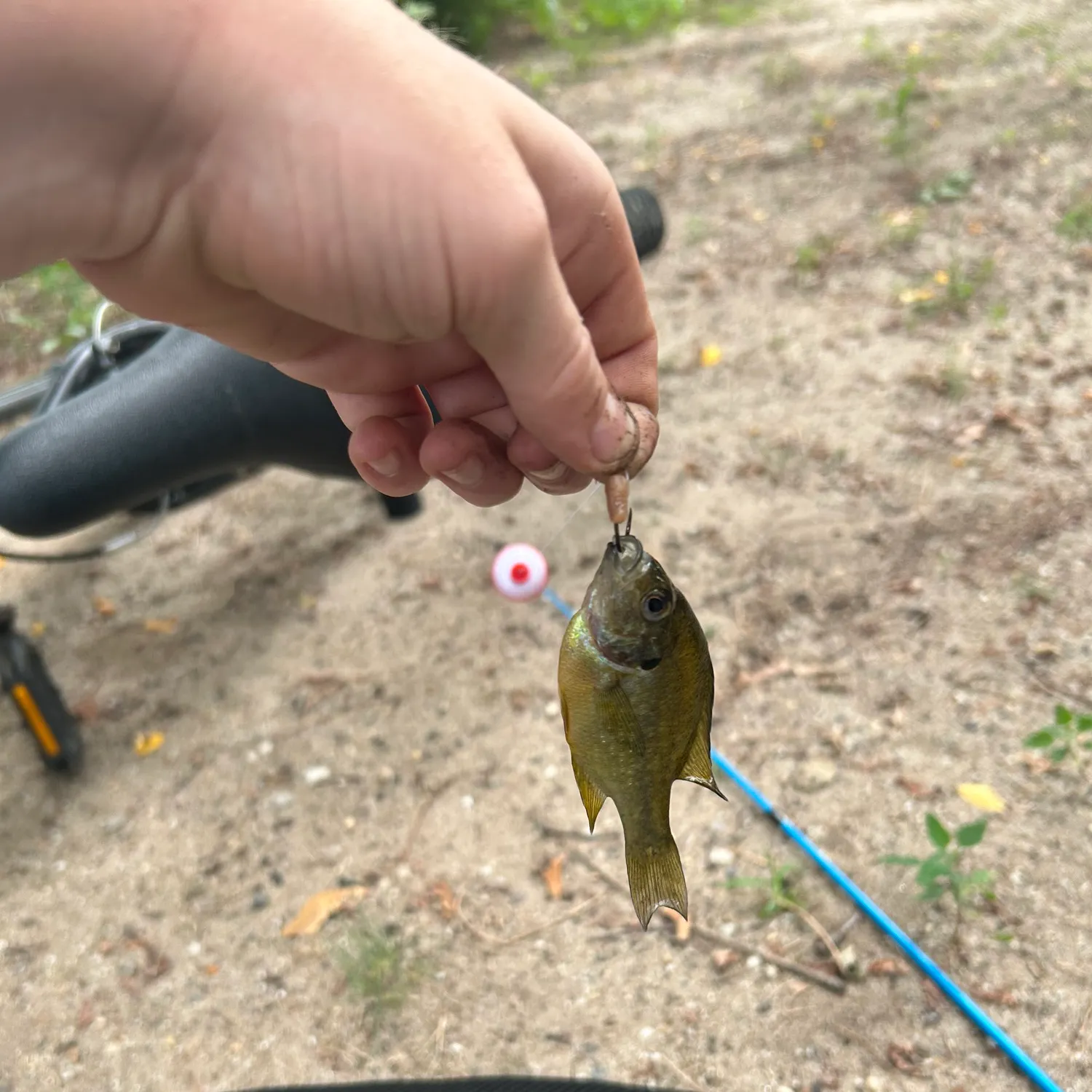 Bluegill caught on Fishbrain
