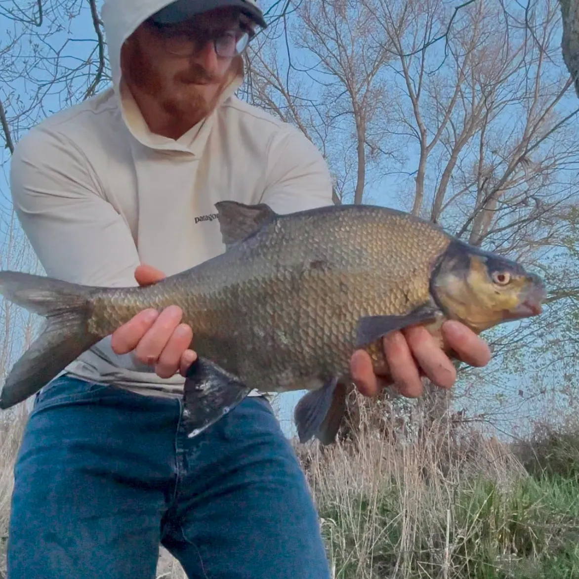 The most recent Common bream catches on Fishbrain