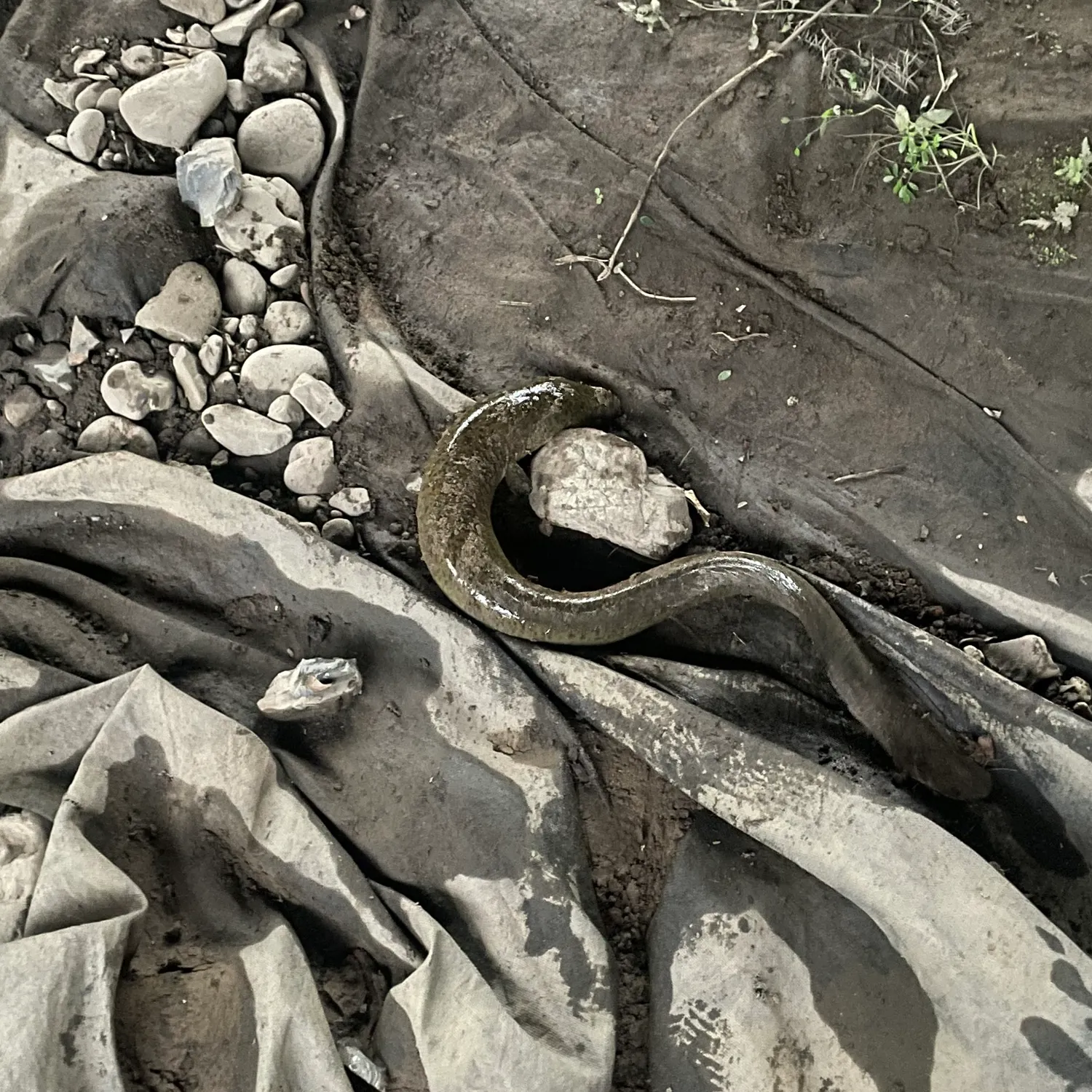 The most recent Shortfin eel catches on Fishbrain