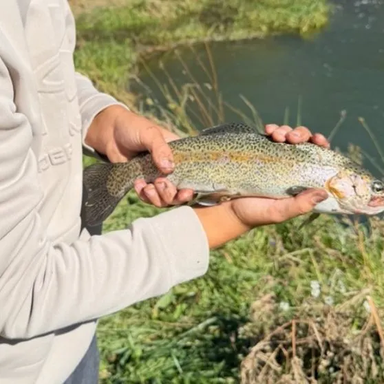 Rainbow trout caught on Fishbrain