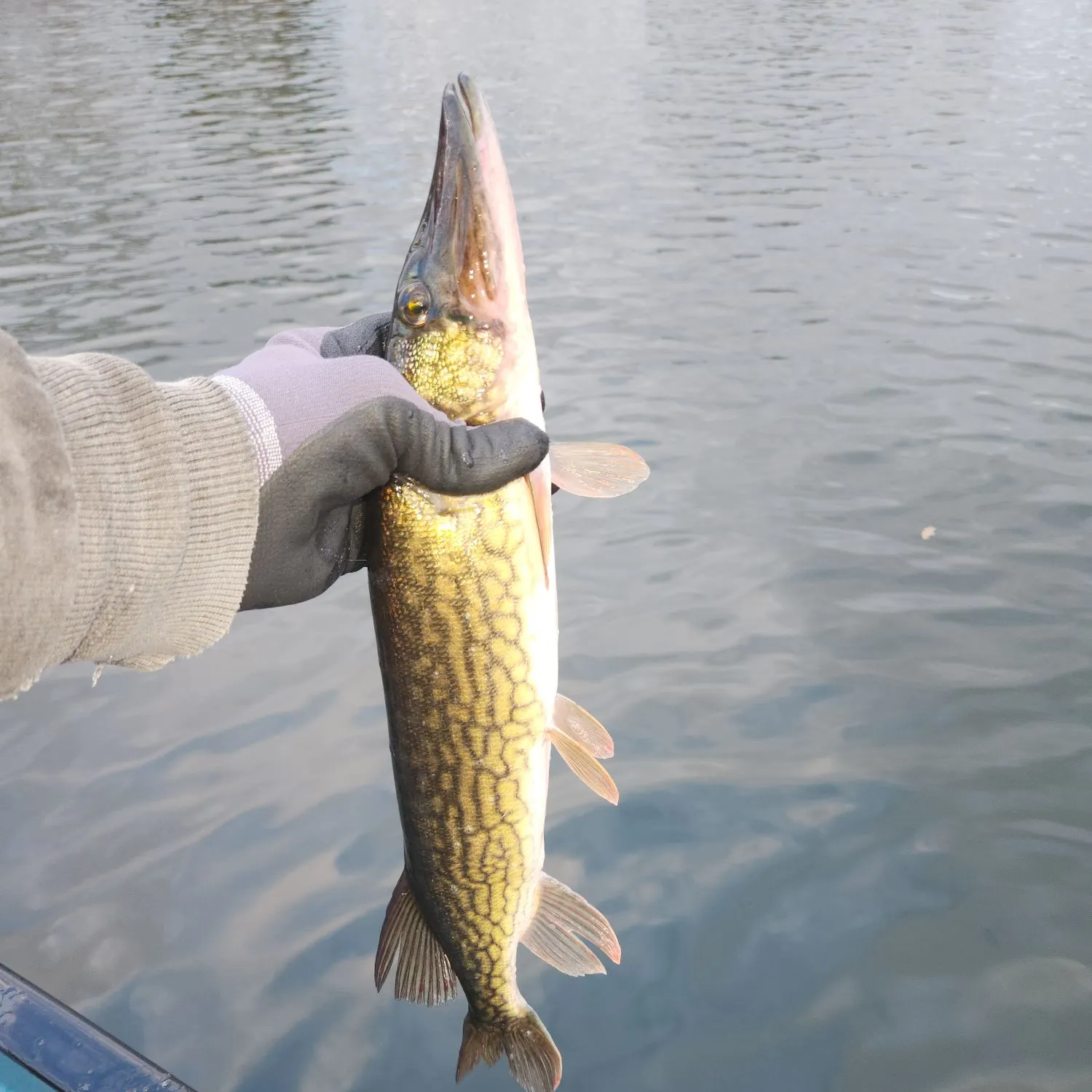 The most recent Chain pickerel catches on Fishbrain