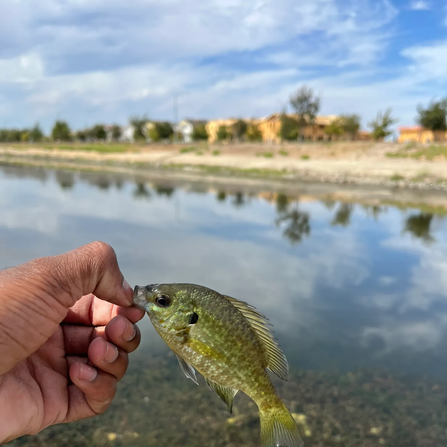 Bluegill caught on Fishbrain