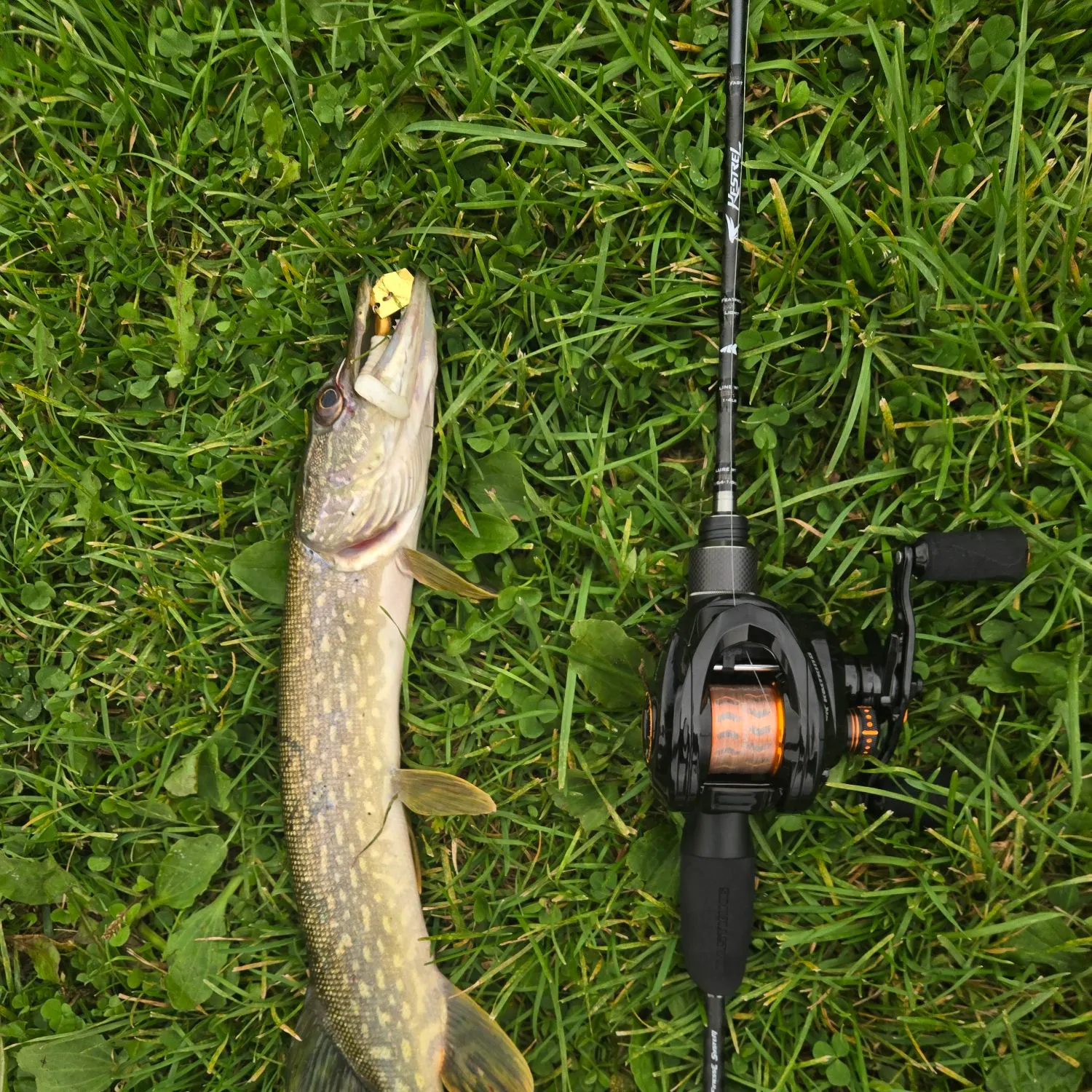Northern pike caught on Fishbrain